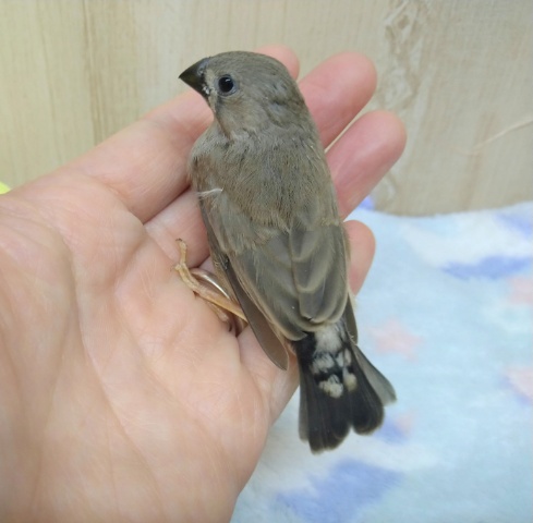 錦花鳥（キンカチョウ）