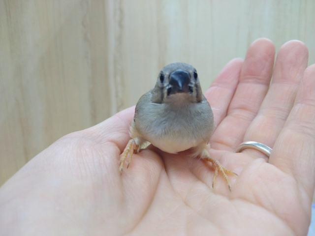 錦花鳥（キンカチョウ）