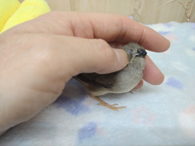 錦花鳥（キンカチョウ）