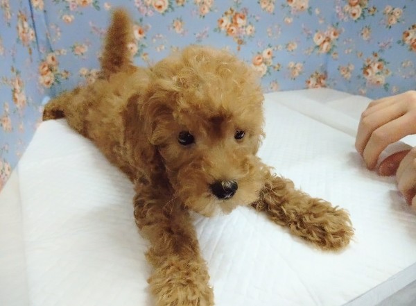 トイプードル