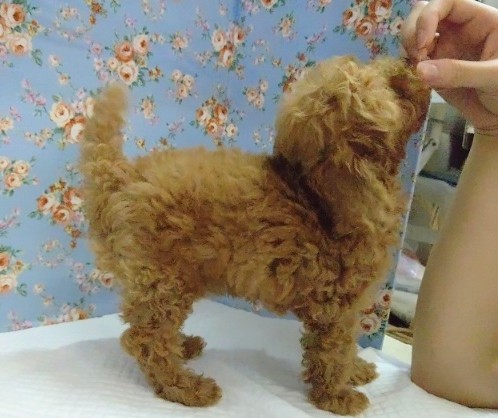 トイプードル