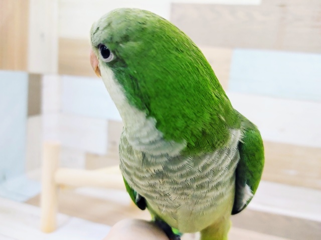 オキナインコ