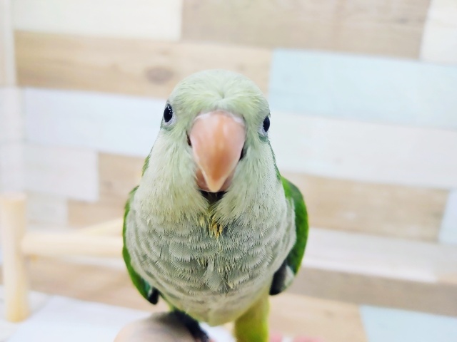 オキナインコ