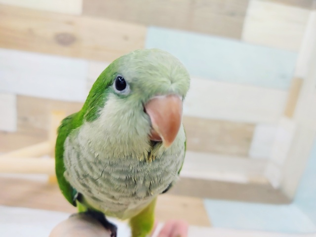 オキナインコ