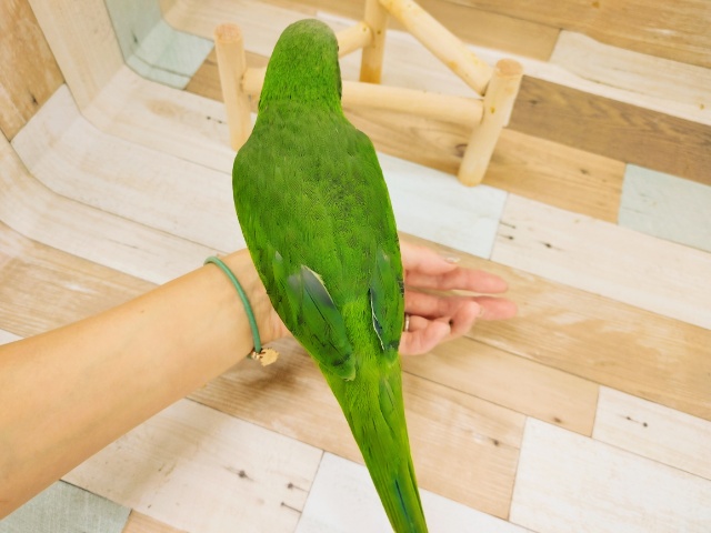 オキナインコ