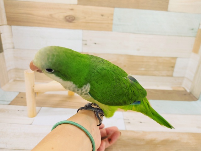 オキナインコ