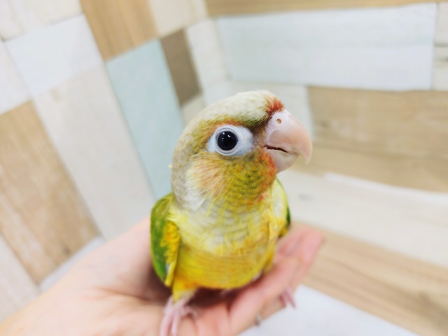 ホオミドリウロコインコ