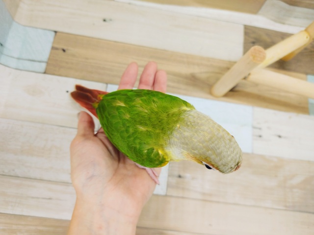 ホオミドリウロコインコ