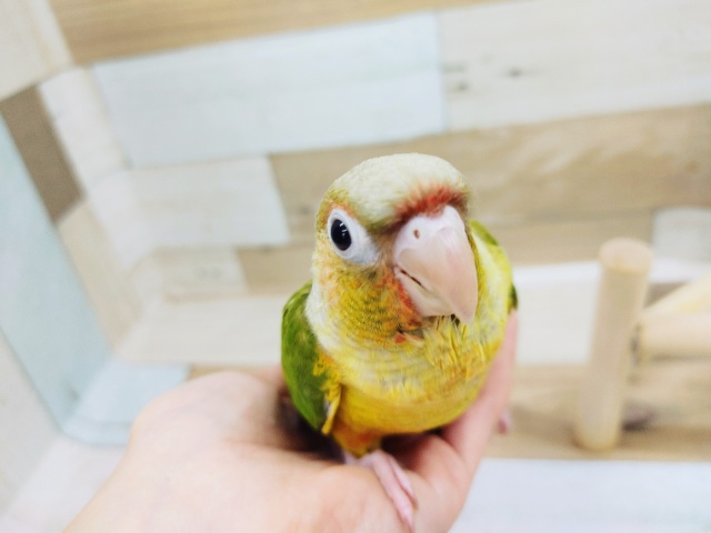 ホオミドリウロコインコ