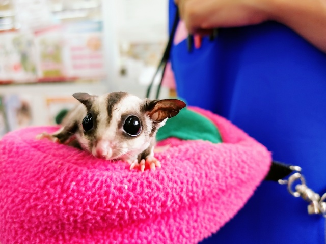 フクロモモンガ