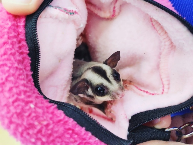 フクロモモンガ