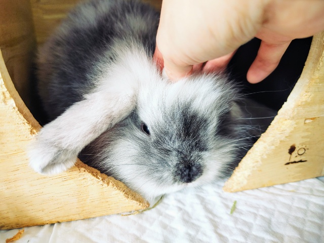 ロップイヤー(白黒)さん入荷いたしました~💓 ロップイヤーラビット