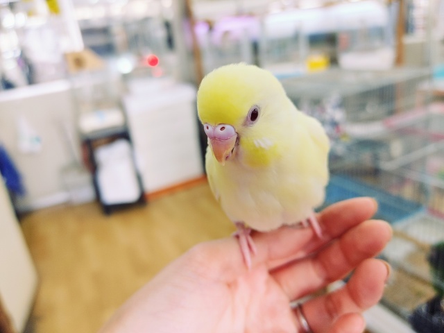セキセイインコ