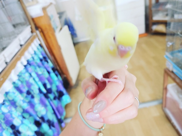 セキセイインコ