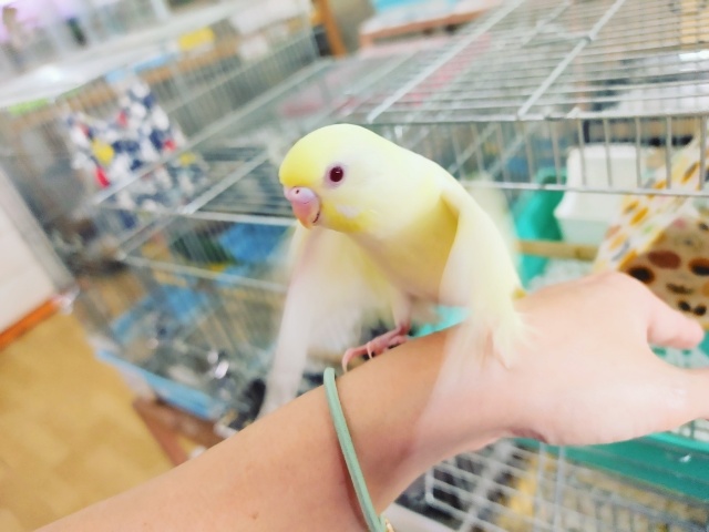 セキセイインコ