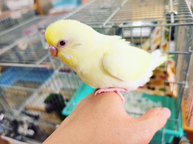 セキセイインコ