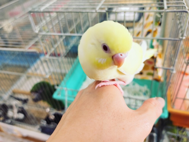 セキセイインコ