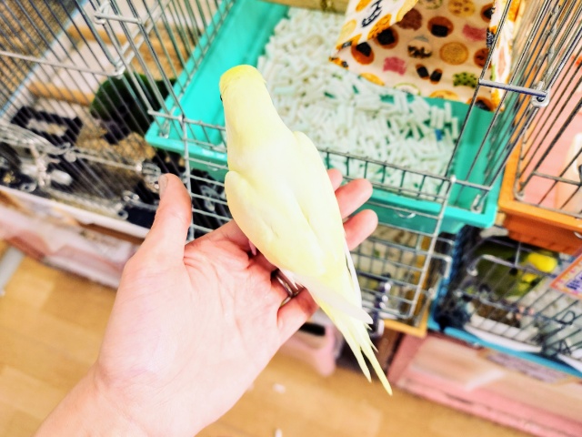 セキセイインコ