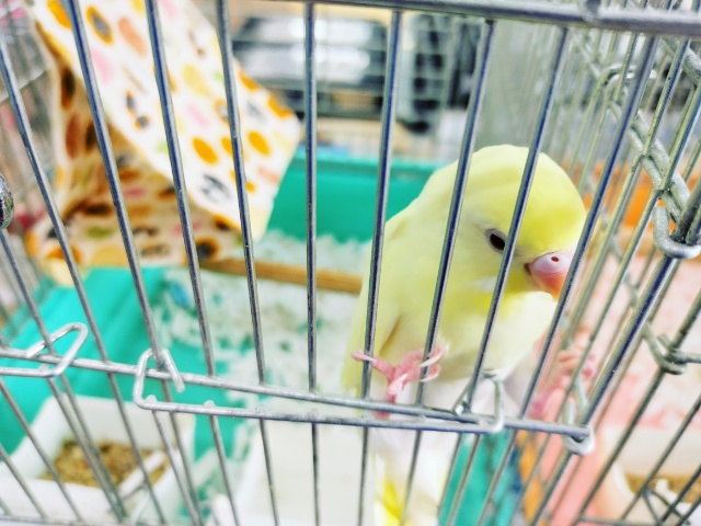 セキセイインコ