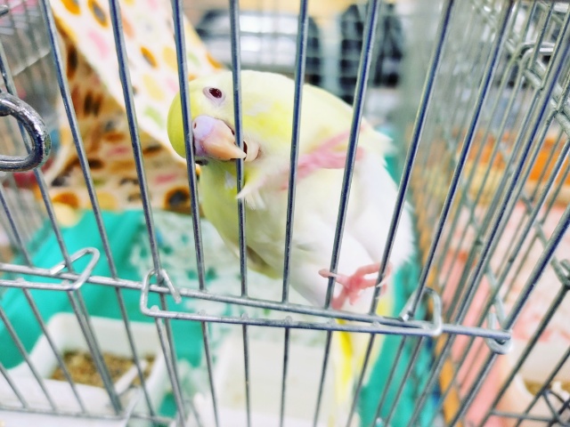セキセイインコ