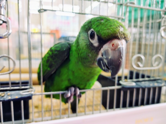 ズアカハネナガ