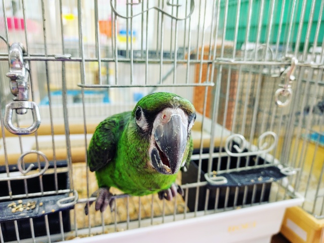 ズアカハネナガ