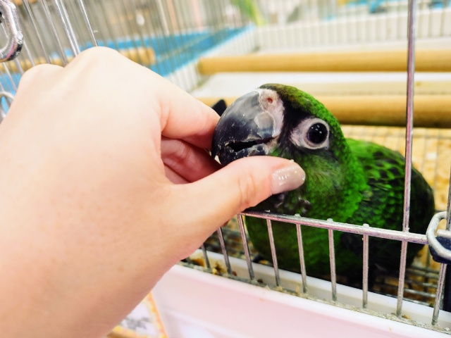 ズアカハネナガ