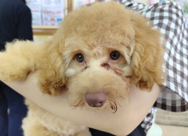 トイプードル