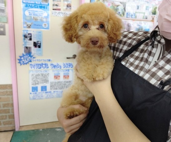 トイプードル