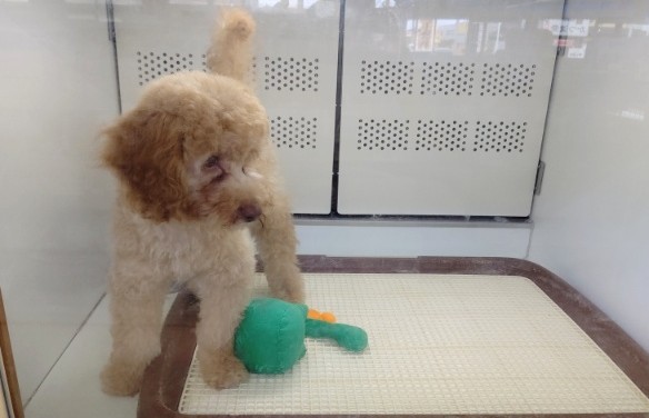 トイプードル