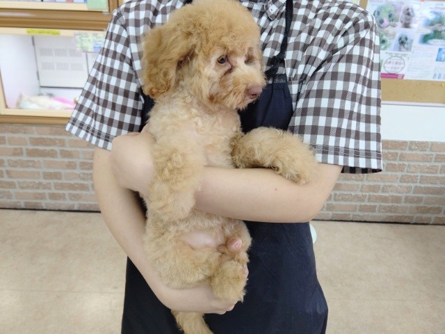 トイプードル