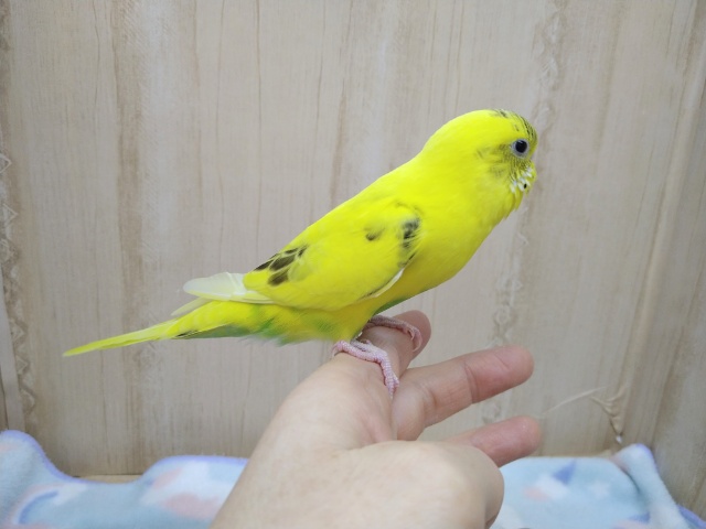 セキセイインコ