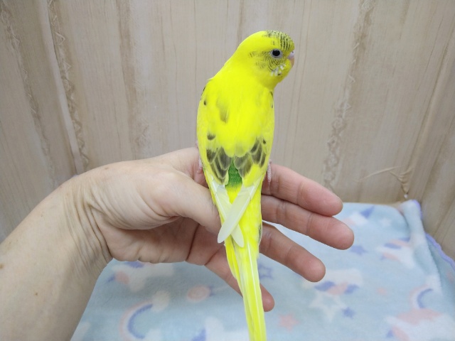 セキセイインコ