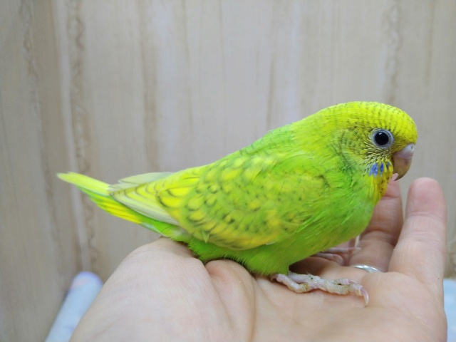 セキセイインコ