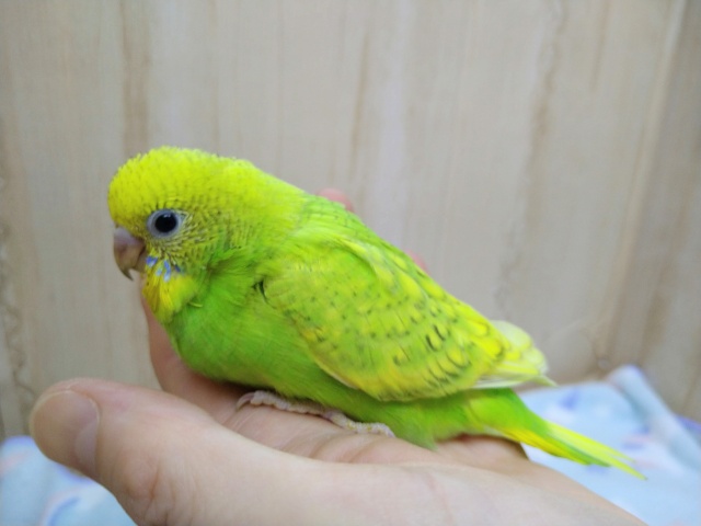 セキセイインコ