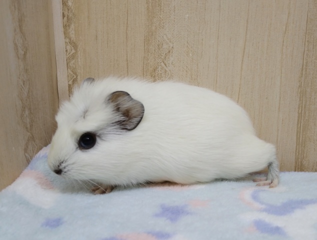 クレステッドモルモット