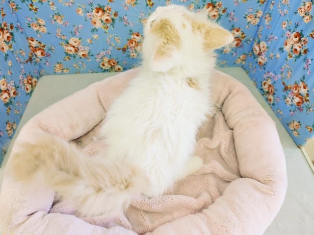 スコティッシュフォールド