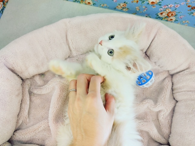 スコティッシュフォールド