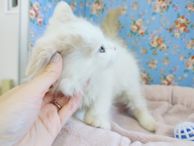 スコティッシュフォールド