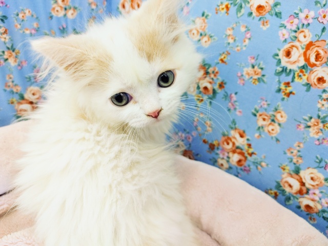 スコティッシュフォールド