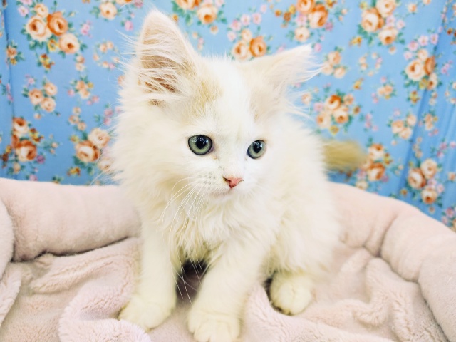 スコティッシュフォールド