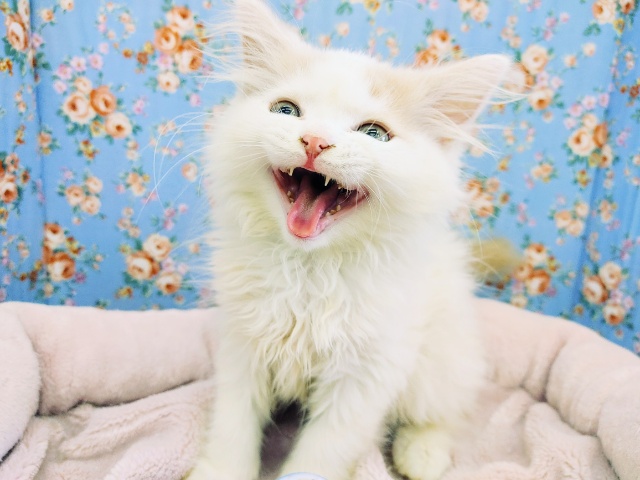 スコティッシュフォールド