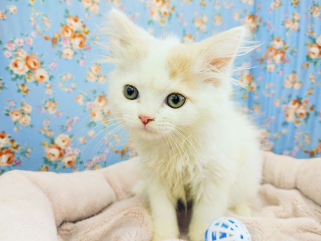 スコティッシュフォールド