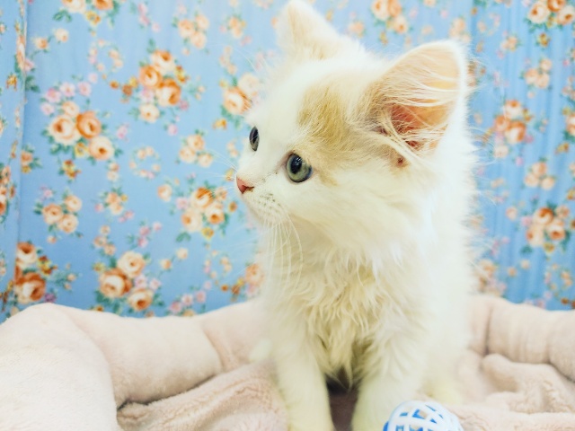 スコティッシュフォールド