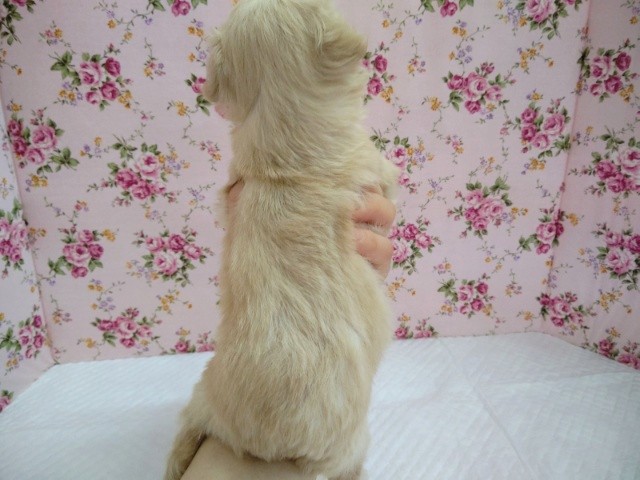 最新!お腹もっちり!MIX犬(チワワ×トイプードル) 女の子♪ チワプー