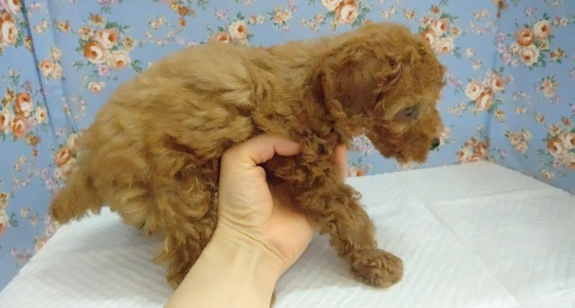 トイプードル
