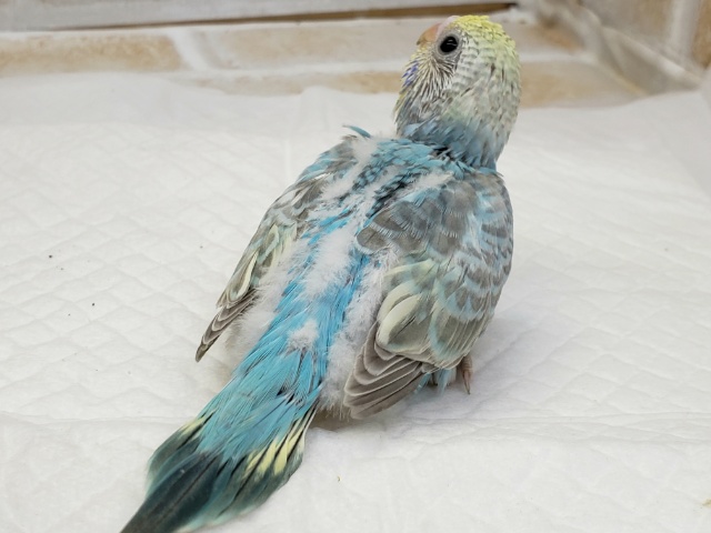 セキセイインコ