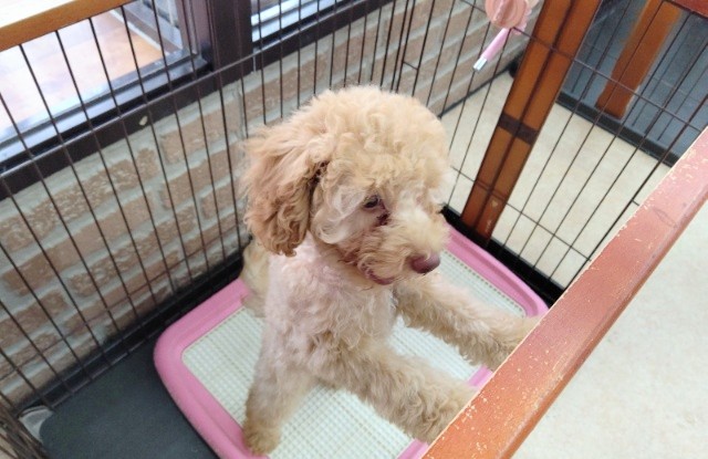 トイプードル