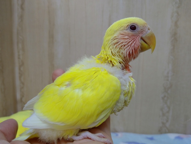 コザクラインコ（小桜インコ）