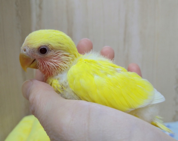 コザクラインコ（小桜インコ）